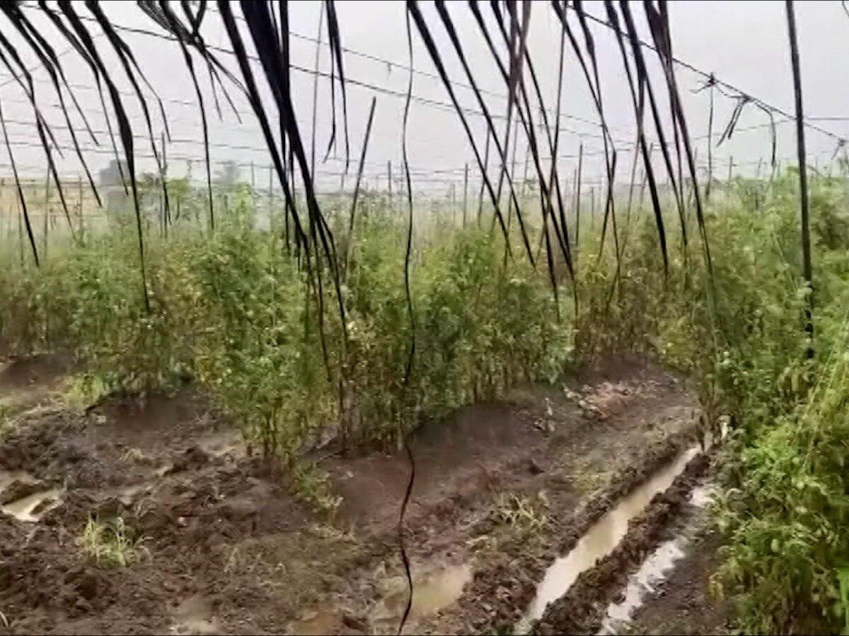 राज्यातील सत्तेच्या खेळात शेतकरी मात्र वाऱ्यावर, हजारो हेक्टर क्षेत्र पाण्याखाली, विरोधकांकडून सरकारवर ताशेरे