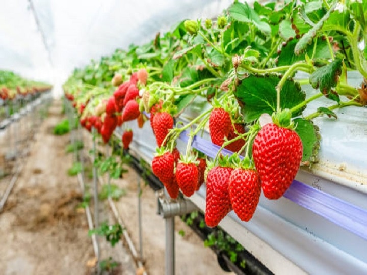 Hydroponic Farming: किसानों के लिये बड़ी खुशखबरी, इन 4 फलों को उगाने के लिये खेत-मिट्टी की जरूरत नहीं, यहां जानें कैसे