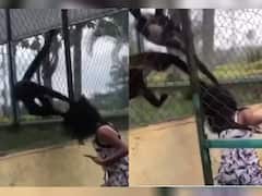 Viral Video: ਬਾਂਦਰ ਨੂੰ ਛੇੜ ਰਹੀ ਸੀ ਕੁੜੀ, ਉਸ ਨੇ ਇਂਝ ਸਿਖਾਇਆ ਸਬਕ!