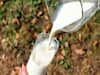 Raw milk: పచ్చి పాలు తాగడం సురక్షితమేనా? పచ్చిగా తాగడం వల్ల సమస్యలు వస్తాయా?