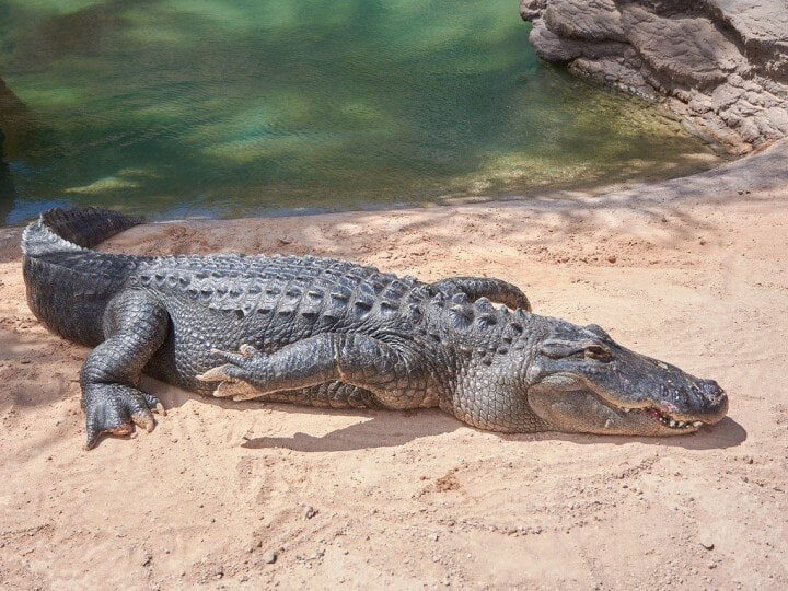 Vadodara 11.5 feet long crocodile washed away in rain water GSPCA rescued Vadodara News: बारिश के पानी में बह कर आया 11.5 फीट लंबा मगरमच्छ, दो घंटे की मशक्कत के बाद किया गया रेस्क्यू