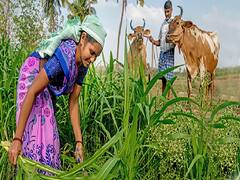 Dairy Farming: झरने सा बहेगा दूध, गाय-भैसों को खिलायें ये वाला हरा चारा