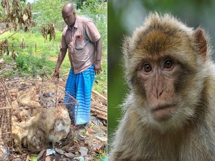 Complaints of confinement and torture of monkeys chengalpet Forest department explains செங்கல்பட்டு: 70-க்கும் மேற்பட்ட குரங்குகளை ஒரே கூண்டில் அடைத்து சித்ரவதையா? : விளக்கிய வனத்துறை..