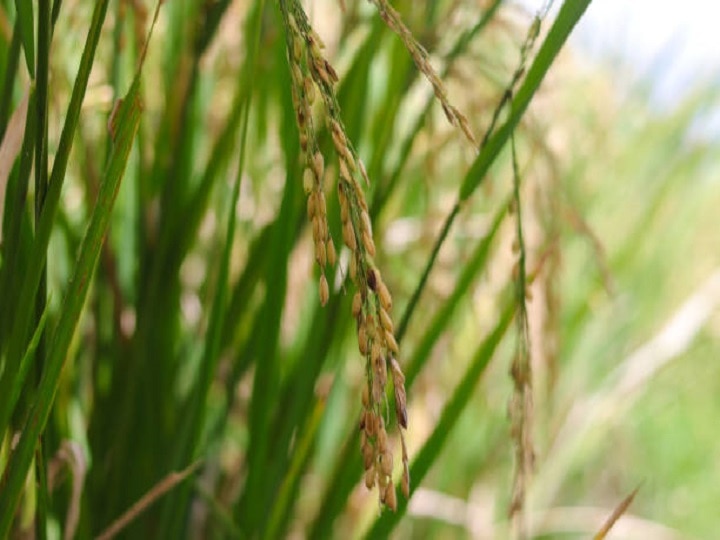 Diamond Rice: हीरा उगलेंगे खेत! बढ़िया क्वालिटी के साथ चावल की बंपर उपज देगी धान की ये खास किस्म