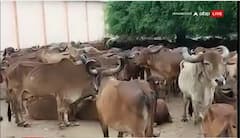 880 ગામોમાં લમ્પી વાયરસનો હાહાકાર, અત્યાર સુધી 999 પશુોઓના મોત