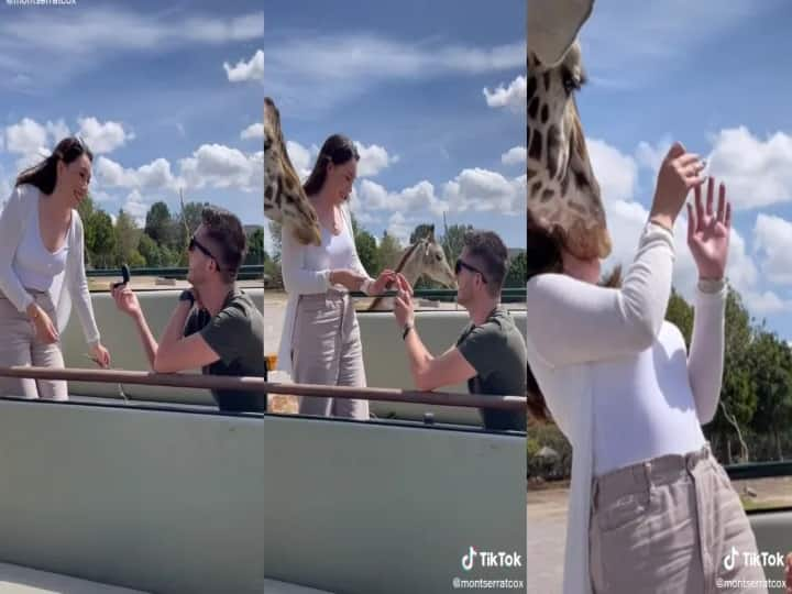 Woman left in neck brace after giraffe injured her during safari park proposal Watch video : சுத்தி பாக்கப்போன இடத்தில் லவ் ப்ரோபோசல்.. ஒட்டகச்சிவிங்கி வைத்த வேட்டு..