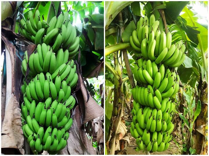 Banana Farming : हिंगोली जिल्ह्यातील कुरुंदा गिरगाव ते डोंगरकडा या गावांच्या शेतीपट्ट्यामध्ये केळीचे मोठ्या प्रमाणात उत्पादन घेतलं जातं.