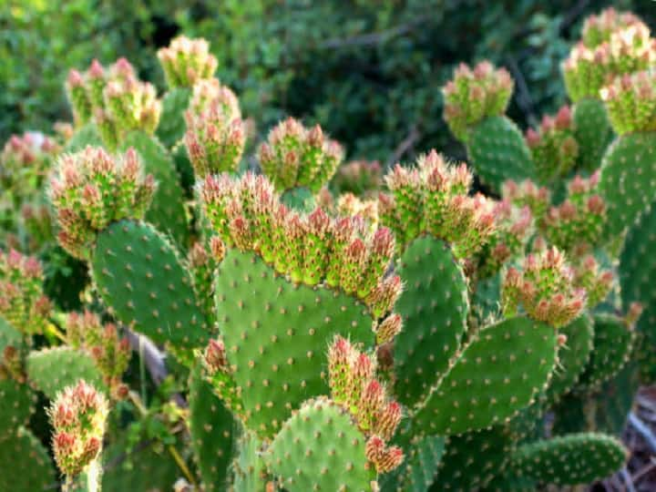 prickly cactus farming known as green gold of desert will change the lives of farmers Future of Farming: रेगिस्तान का 'हरा सोना' बदलेगा किसानों की जिंदगी, जानें कंटीला कैक्टस उगाकर कैसे कमायें करोड़ों का मुनाफा