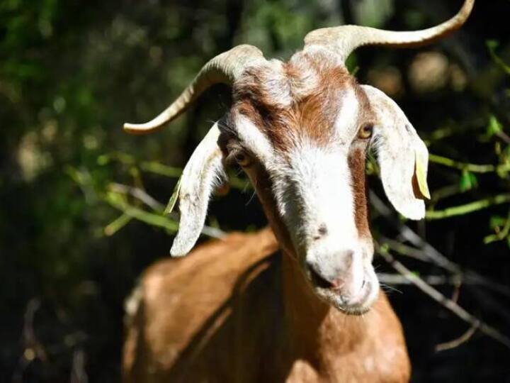 Sehore two youths Misdemeanor with goat Police Arrestrd the Accussed MP News Ann MP Animal Cruelty: सीहोर में बकरी के साथ दरिंदगी! पुलिस ने आरोपियों को किया गिरफ्तार