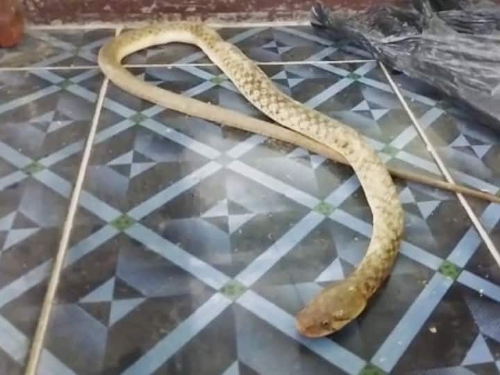 OMG! बिहार में डॉक्टर ने पूछा- कौन सा सांप काटा? मरीज ने पोटली खोल सामने रख दिया विषधर OMG! Bihar Doctor asked- Which snake bitten Then patient opened the bag and put the snake ann OMG! बिहार में डॉक्टर ने पूछा- कौन सा सांप काटा? मरीज ने पोटली खोल सामने रख दिया विषधर