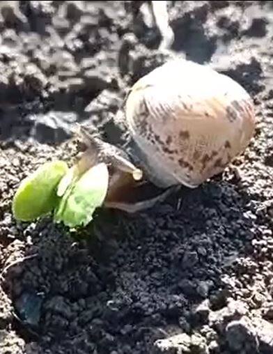 गोगलगायींच्या प्रादुर्भावामुळं शेतकरी संतप्त
