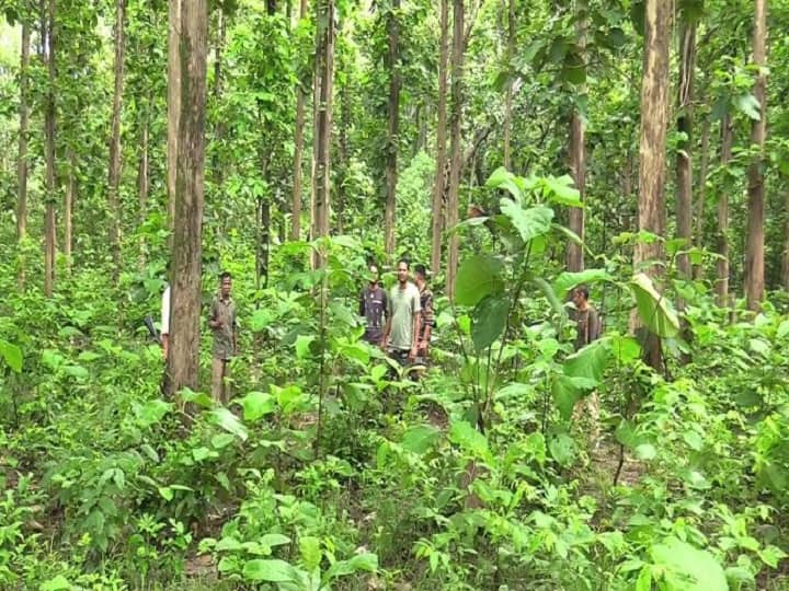Chhattisgarh change rule of cutting trees of tribal land approved by Governor Anusuiya Uikey ANN Chhattisgarh News: आदिवासियों की जमीन के पेड़ काटने पर 3 साल की सजा, एक लाख रुपए जुर्माना, राज्यपाल ने दी मंजूरी