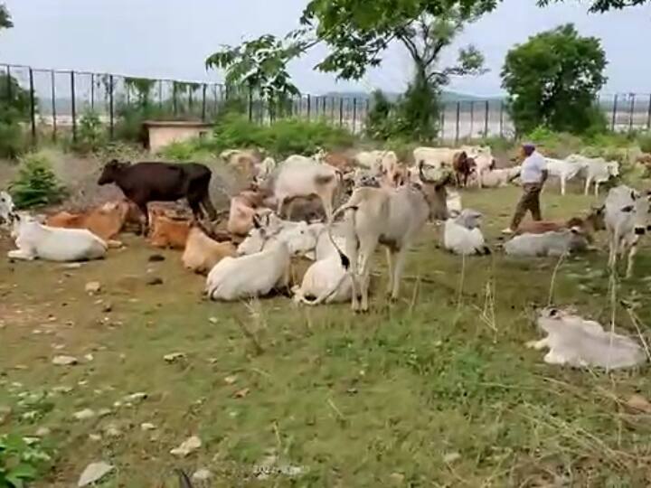 UP News Cow smugglers Bihar forest Chandauli News Chandauli Police ANN Chandauli News: चंदौली से जंगल के रास्ते बिहार ले जा रहे थे गौ तस्कर, पुलिस ने 236 से ज्यादा गोवंश कराए मुक्त