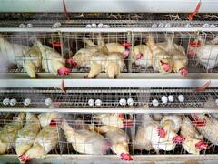 Rajkot News: राजकोट में सावन के सोमवार और जन्माष्टमी पर मांस की बिक्री लगी रोक, आदेश जारी