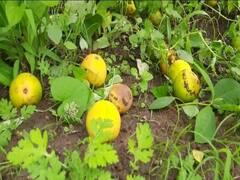 Photo: मोसंबीला गळती लागल्याने बळिराजा संकटात