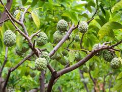 Sugar Apple: पथरीले चट्टानी इलाकों में इस फल को उगाकर कमायें बंपर मुनाफा, जानें खासियत