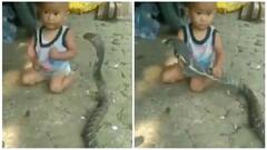 Viral Video: ਕਿੰਗ ਕੋਬਰਾ ਨਾਲ ਖੇਡਦਾ ਦਿਖਿਆ ਇੱਕ ਛੋਟਾ ਬੱਚਾ, ਵੀਡੀਓ ਦੇਖ ਕੇ ਲੋਕ ਦੇ ਛੁੱਟ ਗਏ ਪਸੀਨਾ