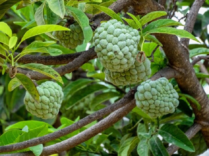 Sugar Apple: पथरीले चट्टानी इलाकों में इस फल को उगाकर कमायें बंपर मुनाफा, जानें खासियत