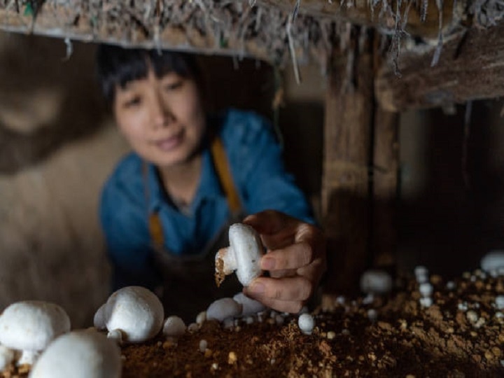 Mushroom Farming: किसानों को घर बैठे मिलेगी मशरूम फार्मिंग की ट्रेनिंग, यहां करें आवदेन