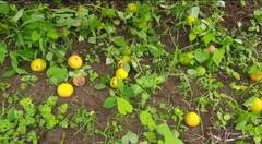 Photo: मोसंबीला गळती लागल्याने बळिराजा संकटात