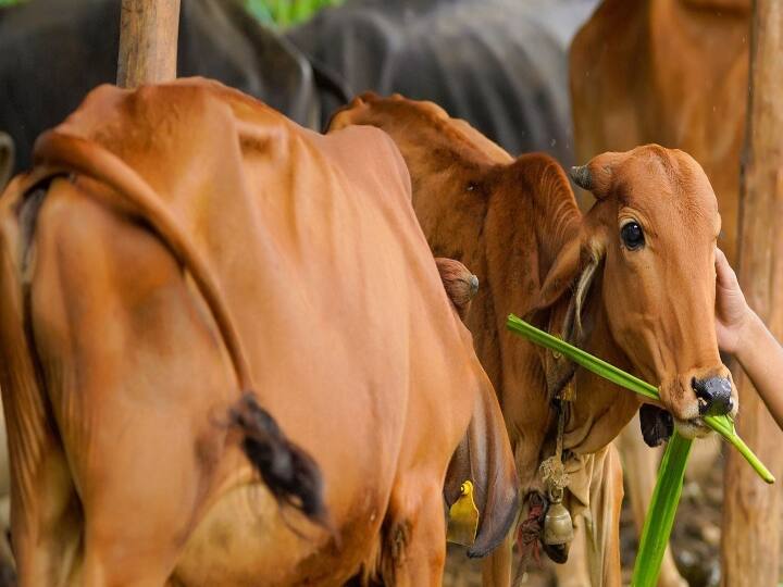 Lumpy skin disease kills nearly 1,000 cows, buffaloes in Gujarat; central team deputed to stop spread Lumpy skin disease  : கால்நடைகளை தாக்கும் பெரியம்மை நோய்.. பரவலை தடுக்க சிறப்பு குழு நியமனம் !