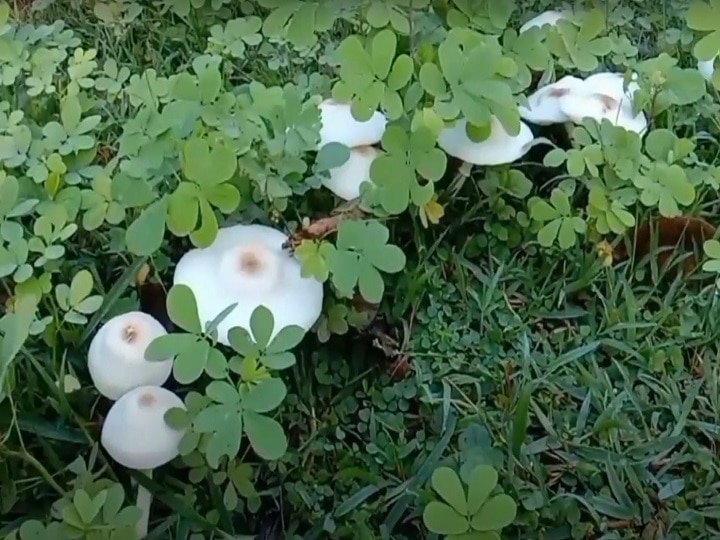 Mushroom Farming: प्रकृति की गोद में उगकर ये मशरूम बना आदिवासियों का अन्नदाता, जानें 'धरती के फूल' की खासियत