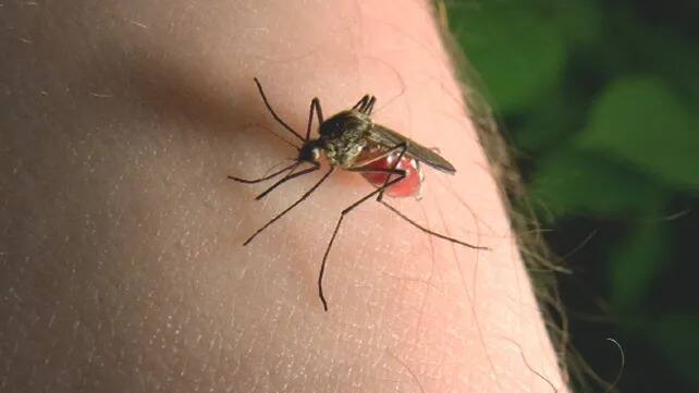 Mosquito Repellent: Do this herbal remedy to repel mosquitoes, there will be no harm to the lungs Mosquito Repellent : ਮੱਛਰ ਭਜਾਉਣ ਦਾ ਕਰੋ ਇਹ ਹਰਬਲ ਉਪਾਅ, ਫੇਫੜਿਆਂ ਨੂੰ ਨਹੀਂ ਹੋਵੇਗਾ ਕੋਈ ਨੁਕਸਾਨ