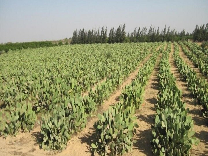 Future of Farming: रेगिस्तान का 'हरा सोना' बदलेगा किसानों की जिंदगी, जानें कंटीला कैक्टस उगाकर कैसे कमायें करोड़ों का मुनाफा