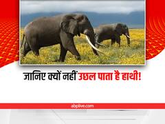 Trending Study On Elephant: आप जानते हैं हाथी कूद नहीं सकते! आइए हम आपको बताते हैं क्यों