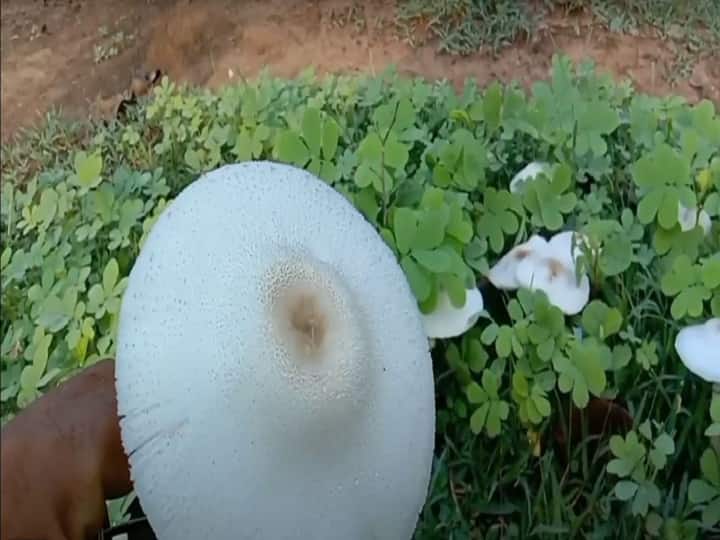 Pihari mushroom became the source of livelihood of tribals known as flower of earth Mushroom Farming: प्रकृति की गोद में उगकर ये मशरूम बना आदिवासियों का अन्नदाता, जानें 'धरती के फूल' की खासियत
