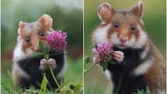 Viral Video: ছবি তোলায় মন দিয়েছে ছোট্ট Wild Hamster, পোজ দেখে মুগ্ধ নেটিজেনরা