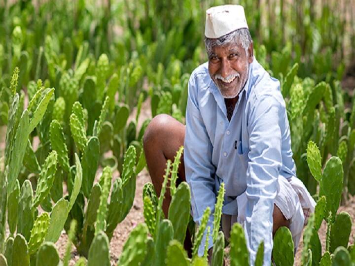 Get bumper crop in farming win 50 thousand rupees; Crop competition for farmers Agriculture : शेतीमध्ये बंपर उत्पन्न घ्या, 50 हजार रुपये जिंका; शेतकऱ्यांसाठी पीक स्पर्धा