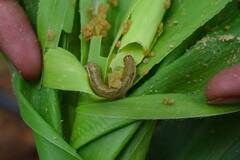 Photo: मका पिकावर लष्करी अळीचा हल्ला; शेतकरी पुन्हा संकटात