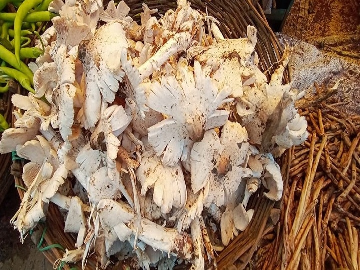 Mushroom Farming: प्रकृति की गोद में उगकर ये मशरूम बना आदिवासियों का अन्नदाता, जानें 'धरती के फूल' की खासियत