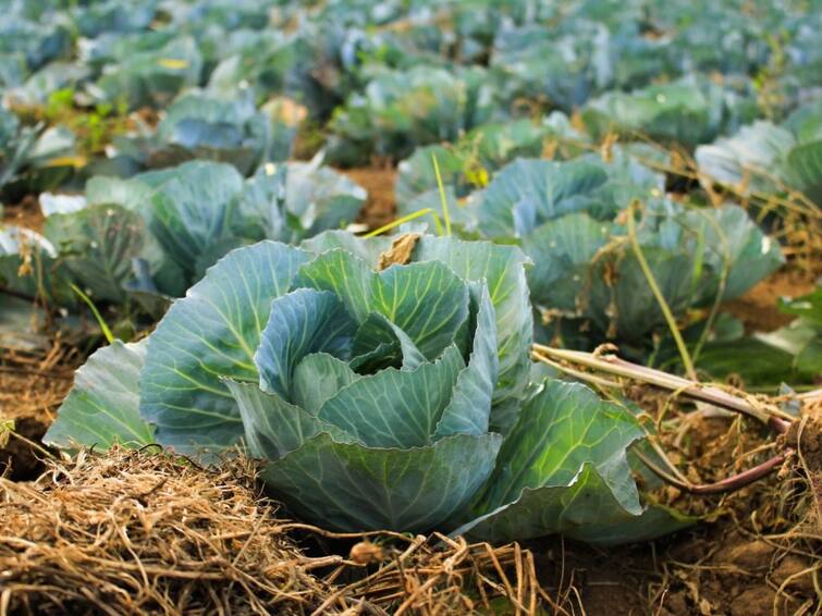 Gujarat Agriculture News: Jamnagar farmers earns more profit through organic farming Organic Farming: જામનગર જિલ્લાના ખેડૂતો ઓછા ખર્ચે સજીવ ખેતી કરી મેળવી રહ્યા છે બમણી આવક