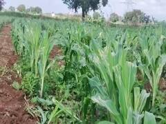 Photo: मका पिकावर लष्करी अळीचा हल्ला; शेतकरी पुन्हा संकटात