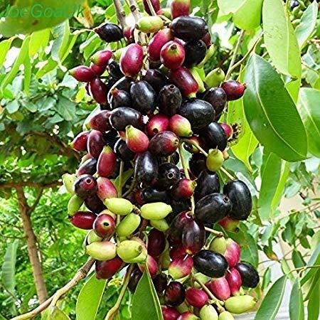 Benefits of Jamun : ਸਦੀਆਂ ਤੋਂ ਸਿਹਤਮੰਦ ਰਹਿਣ ਲਈ ਕੀਤੀ ਜਾਂਦੀ ਹੈ ਜਾਮੁਨ ਦੀ ਲੱਕੜ, ਹੈਰਾਨ ਕਰਨ ਵਾਲਾ ਹੈ ਇਹ ਸੀਕਰੇਟ
