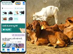 Animall Mobile App: पशुओं की ऑनलाइन खरीद-बिक्री को आसान बनाएगा ये शानदार एप्लिकेशन, जानें इसकी खासियत