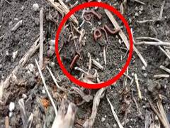 Latur: गोगलगायच्या प्रादुर्भावमुळे अडचणीत सापडलेल्या शेतकऱ्यांसमोर आता 'पैसा' या किटकांचे संकट