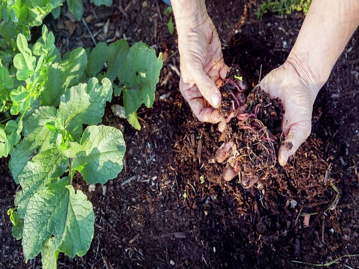 Agriculture Start Up: घर बैठे मालामाल बना देगा केंचुआ, यहां जानें वर्मी कंपोस्ट यूनिट लगाने का पूरा लेखा-जोखा