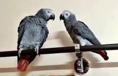 Karnataka: ਤੋਤਾ ਹੋਇਆ ਸੀ ਗਾਇਬ, ਪਰਿਵਾਰ ਨੇ ਲੱਭ ਕੇ ਲਿਆਉਣ ਵਾਲੇ ਨੂੰ ਦਿੱਤਾ 85 ਹਜ਼ਾਰ ਰੁਪਏ ਦਾ ਇਨਾਮ