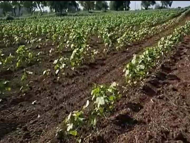 Nandurbar cotton news Disease outbreak on cotton crop in Nandurbar district, farmers worried Nandurbar cotton : नंदूरबार जिल्ह्यातील कापूस पिकावर मर रोगाचा प्रादुर्भाव, शेतकरी चिंतेत 