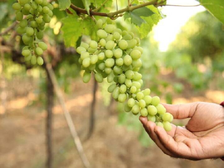 Crop management in Grapes and Vineyards during rain and monsoon season Crop Management: जलवायु परिवर्तन के जोखिम से बर्बाद नहीं होंगे अंगूर के बाग, यहां जानें प्रबंधन का तरीका