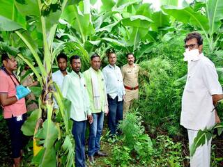 Aurangabad Crime News: बाहेरून केळीची बाग आतमध्ये मात्र गांज्याची झाडं; पोलिसांची कारवाई