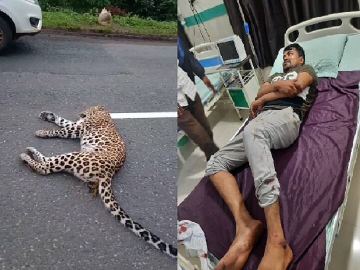 Man-Animal Conflict In Jaipur Rises Along With The Thriving Population Of Leopard In Its 2 Forest Reserves Man-Animal Conflict In Jaipur Rises Along With The Thriving Population Of Leopard In Its 2 Forest Reserves