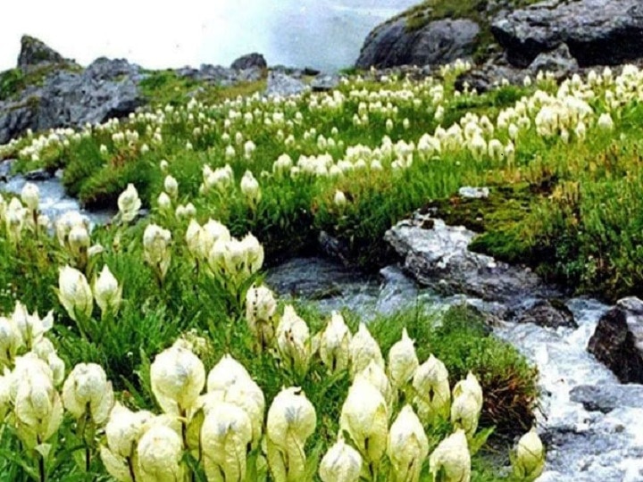 Brahma Kamal Flower: कभी हिमालय की वादियों में प्रकट हुआ ब्रह्म कमल, आज किसानों के लिये बन रहा है आमदनी का जरिया