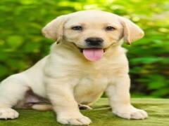 Mumbai News: नवी मुंबई पुलिस के विभाग में शामिल हुआ दो महीने का Labrador Retriever, जल्द केस सुलाझने में करेगा मदद