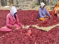 Guntur Mirchi: గుంటూరు మిర్చి ధర ఘాటు - ఆల్ టైమ్ రికార్డు రేటు!