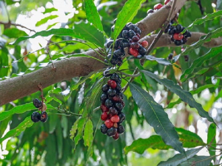 Seasonal Farming: बारिश के मौसम में बंपर मुनाफा देंगे ये 5 फल और सब्जियां, जानें इसकी खेती के बारे में