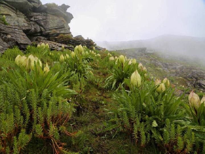 Brahma Kamal Flower: कभी हिमालय की वादियों में प्रकट हुआ ब्रह्म कमल, आज किसानों के लिये बन रहा है आमदनी का जरिया
